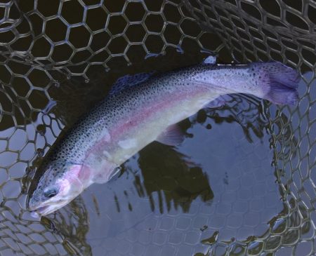 大安トラウトレイク釣果